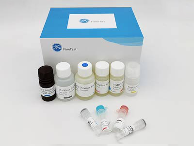 犬胱天蛋白酶8(CASP8)酶联免疫吸附测定(elisa)试剂盒