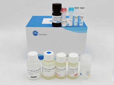 山羊生长激素(GH)酶联免疫吸附测定(elisa)试剂盒