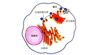 细胞囊泡运输相关指标抗体