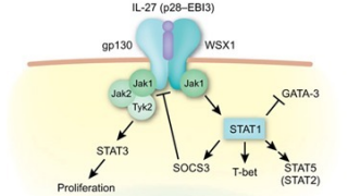 揭秘白细胞介素-27：癌症免疫治疗的新宠