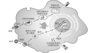 巨噬细胞极化标志物