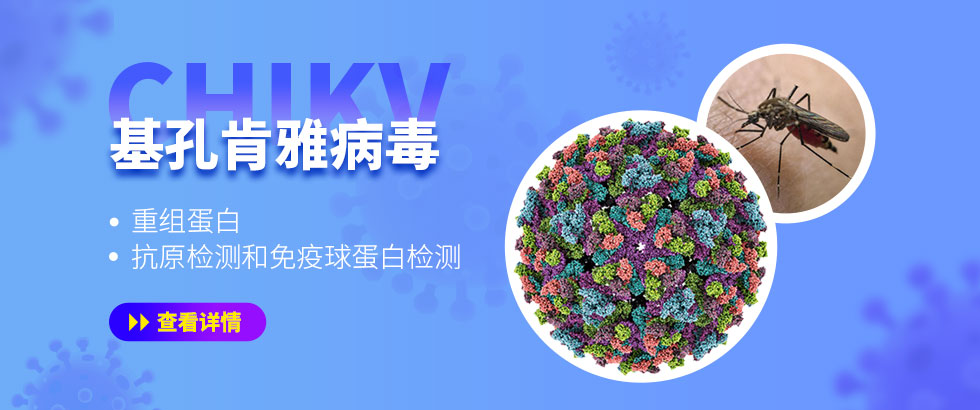 基孔肯雅病毒