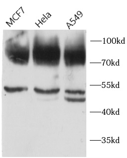anti- CD44 antibody
