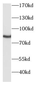 anti- PKC gamma antibody