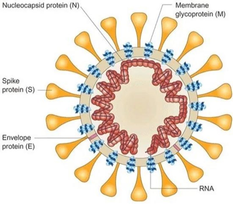 冠状病毒基因组