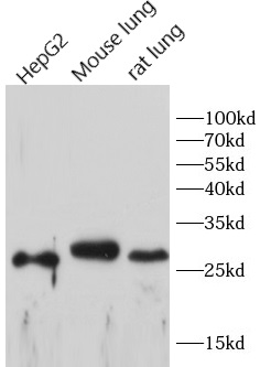 anti- CD68 antibody 