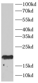      anti-RASH antibody