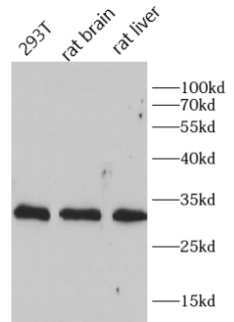      anti-CD81 antibody