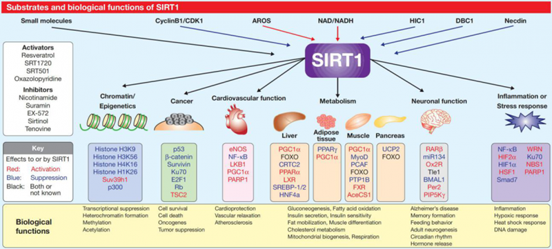 sirt1参与的生理过程