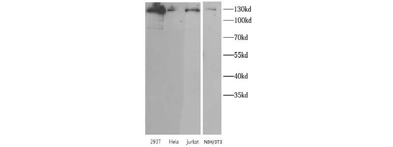 Western blot-FNab07877 anti- SIRT1 antibody