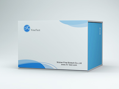人表皮调节素(EREG)elisa试剂盒