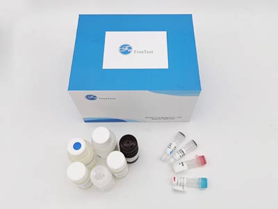 人肝脏/红细胞丙酮酸激酶(PK)elisa试剂盒