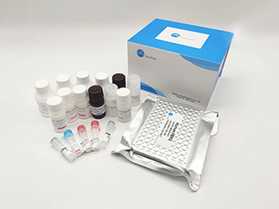 豚鼠骨钙素(OC/BGP)酶联免疫吸附测定(elisa)试剂盒
