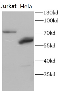      anti-MSK1 antibody