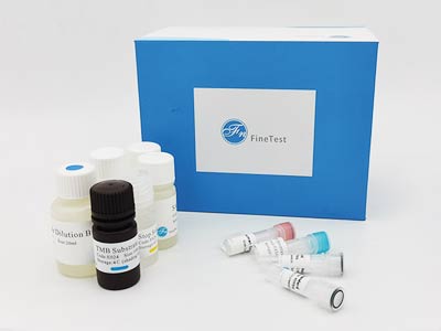 猪白血病抑制因子(LIF)酶联免疫吸附测定(elisa)试剂盒