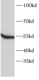 anti-FYN antibody
