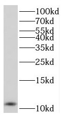      anti-sumo antibody