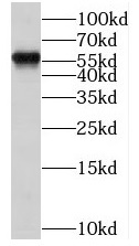      anti-ESR2 antibody