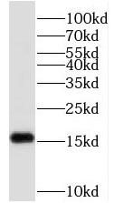      anti-ID1 antibody