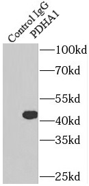      anti-PDHA1 antibody