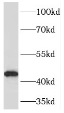      anti-PDHA1 antibody