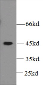      anti- 6*His, His-Tag antibody