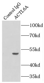      anti- ACTL6A antibody