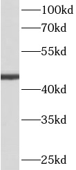      anti- ACTL6A antibody