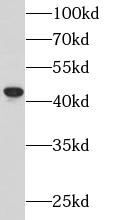      anti- APOBEC3G antibody