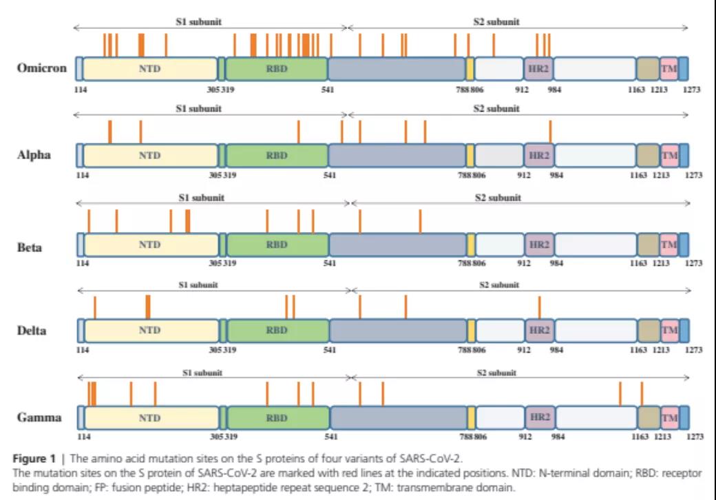 变异株的氨基酸突变位点