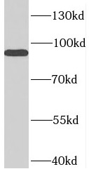      anti- B-Myb antibody