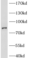 anti- BCL2L13 antibody