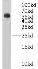      anti- BLK antibody