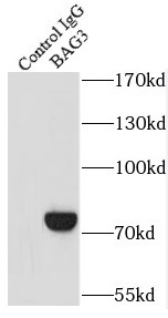     anti- BAG3 antibody