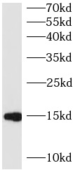 anti- BATF antibody