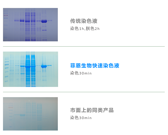 菲恩生物端午活动