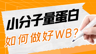 小分子量蛋白该如何做好WB？