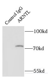      anti- ARNTL antibody