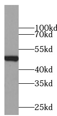      anti- PD-L1/CD274 antibody