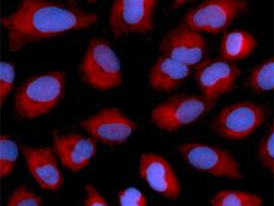      anti- AIF antibody