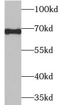      anti- AIF antibody