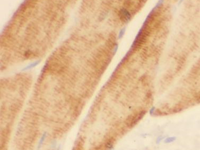 ATP1A2-Specific抗体