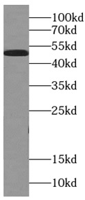 anti- alpha Tubulin antibody