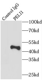 PELI1抗体