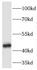      anti- PELI1 antibody