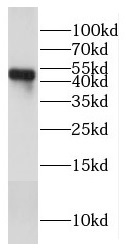      anti- COX15 antibody