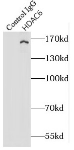 anti- HDAC6 antibody