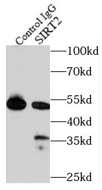      anti- SIRT2-Specific antibody