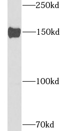      anti- ATP7B antibody