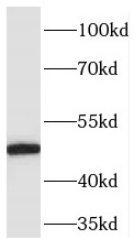      anti- PELI2 antibody